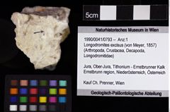 Foto (Objket + Etiketten) von Longodromites excisus (von Meyer, 1857) 